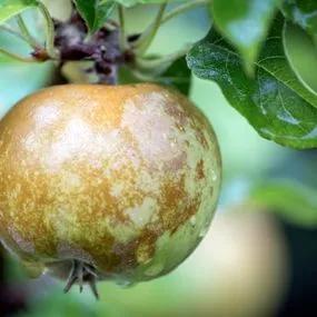 Apple Tree - Egremont Russet (Malus domestica 'Egremont Russet') 2 